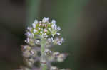 Field pepperweed